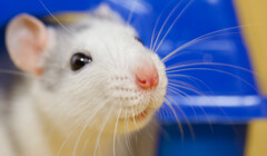 ИИ вместо мышей: британские лаборатории отказываются от испытаний на животных