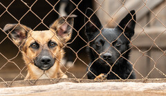 С заботой о братьях меньших: правительство подготовило новые меры по защите животных