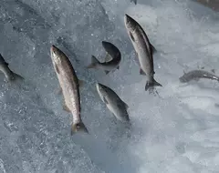 Попадающий в водоемы кокаин влияет на поведение лосося