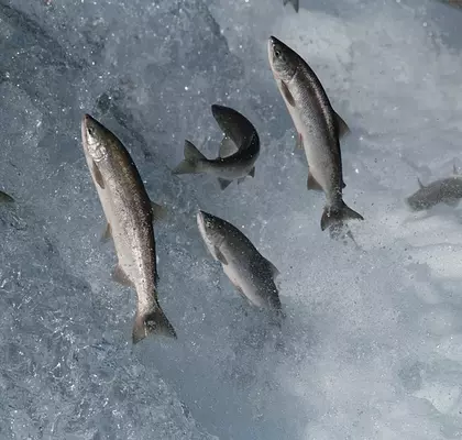 Попадающий в водоемы кокаин влияет на поведение лосося