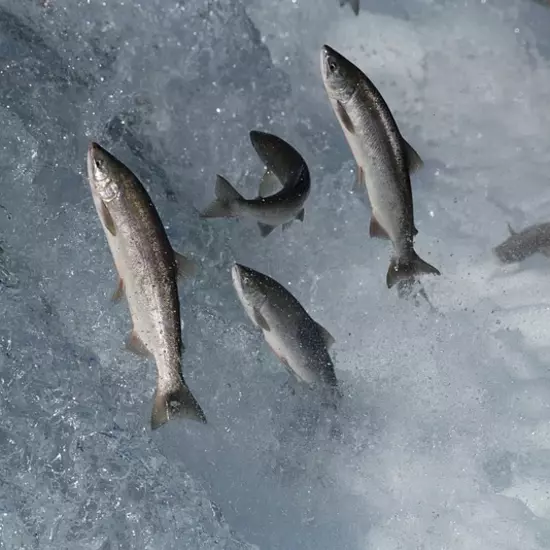 Попадающий в водоемы кокаин влияет на поведение лосося