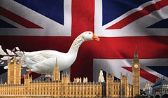 Как щиплют гуся: почему в Великобритании сейчас взимают больше налогов, чем в XIX веке
