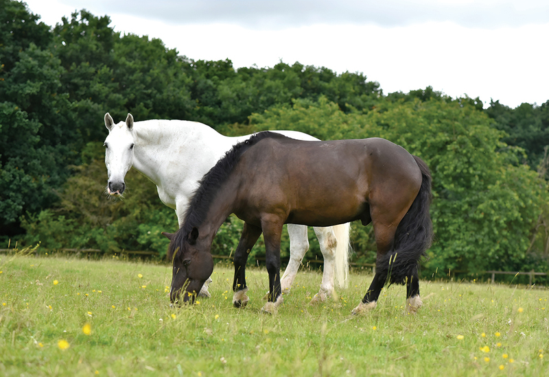 Фото: facebook.com/trentparkec