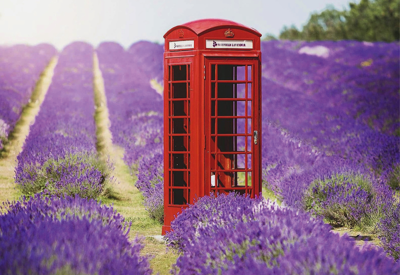Фото: facebook.com/MAYFIELD LAVENDER