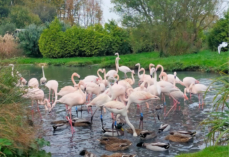 Фото: facebook.com/Pensthorpe